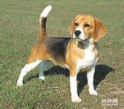 白廣路長(zhǎng)期提供養(yǎng)老服務(wù)、托管終身寄養(yǎng)與寵物接送 北京寵物服務(wù)與互聯(lián)網(wǎng)數(shù)據(jù)服務(wù)的融合新篇章